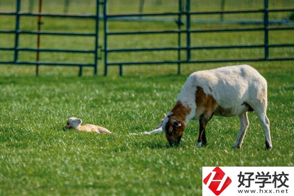 張家界旅游學(xué)校的優(yōu)勢在哪里？