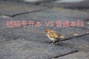 普通專升本 VS 普通本科